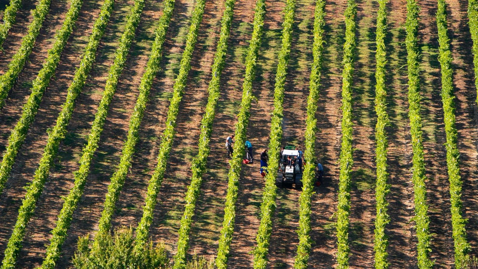 In Toscane loopt de druivenoogst vanaf augustus tot en met oktober. Foto: John Crum / Alamy  