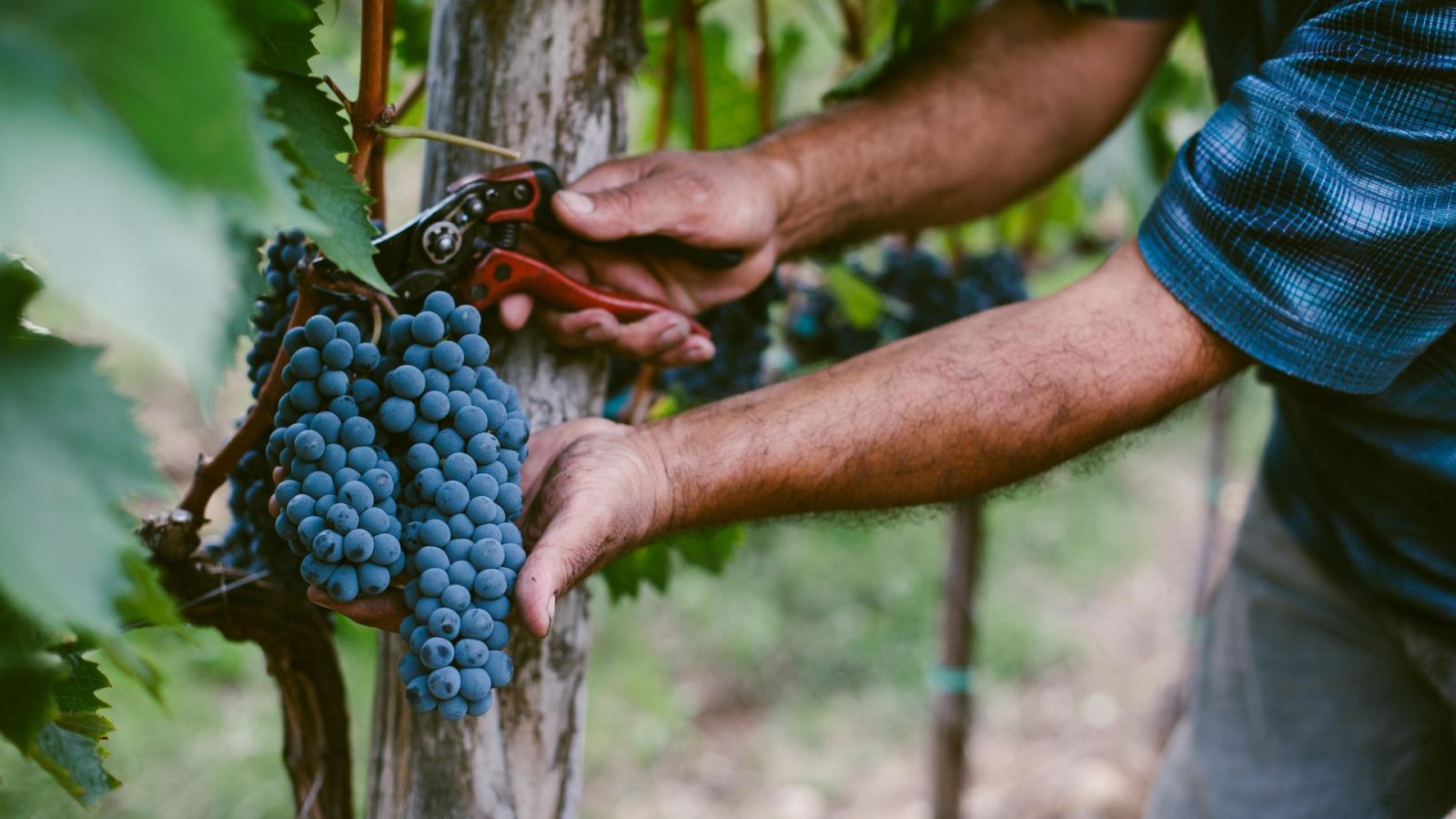 Druiven worden met de hand geoogst van de wijnranken. Foto: Cultura Creative (RF)/Alam